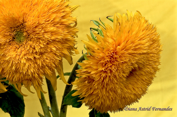 Burst-of-Sunflowers